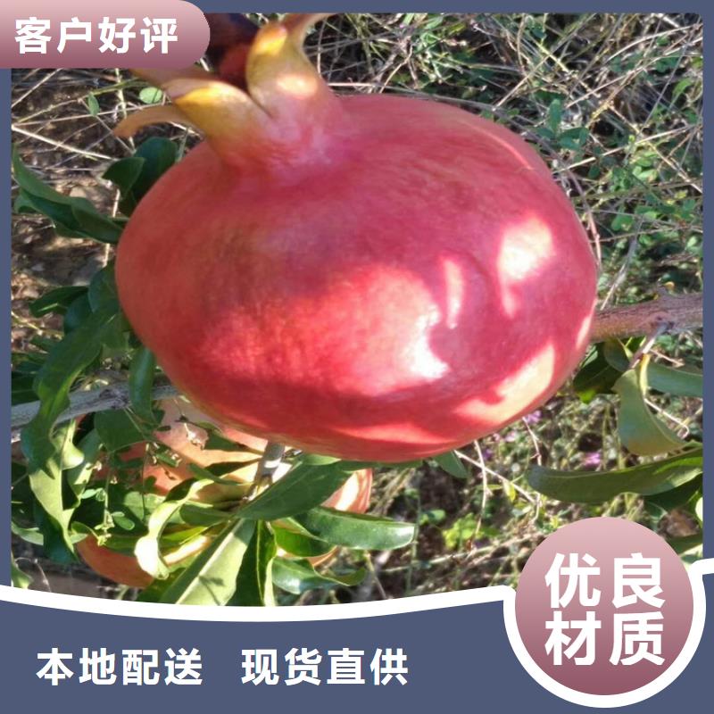 石榴苹果苗型号齐全