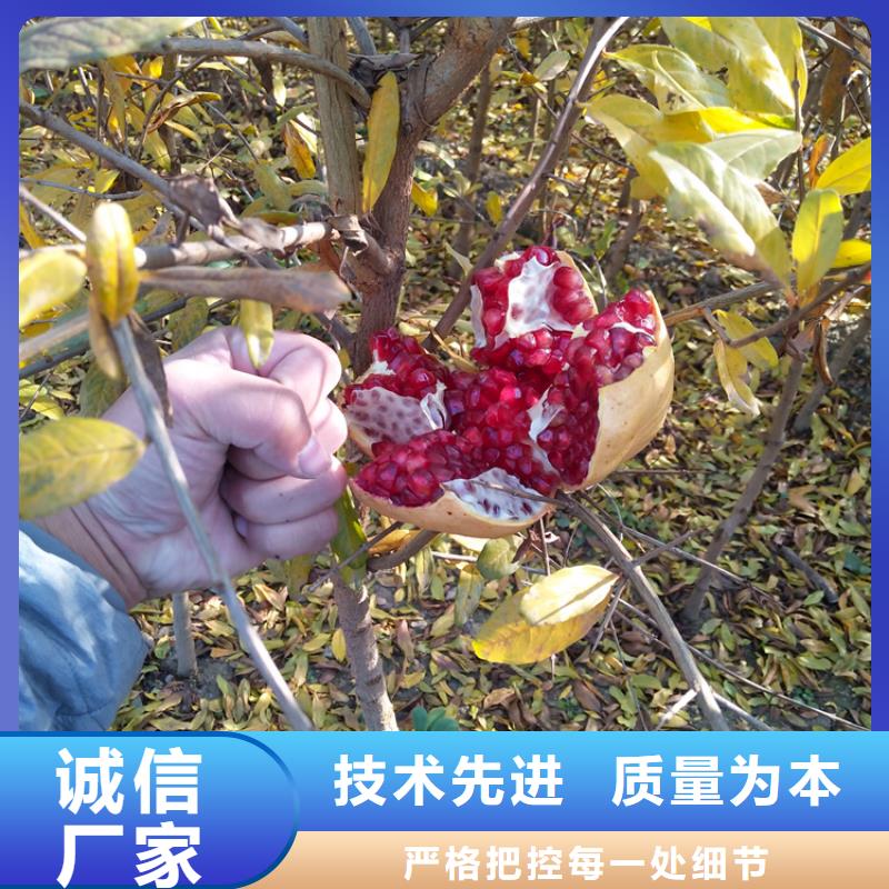 石榴蓝莓苗大品牌值得信赖