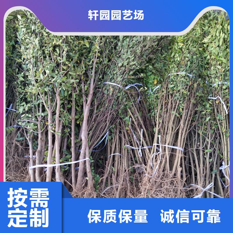 石榴苹果苗符合行业标准