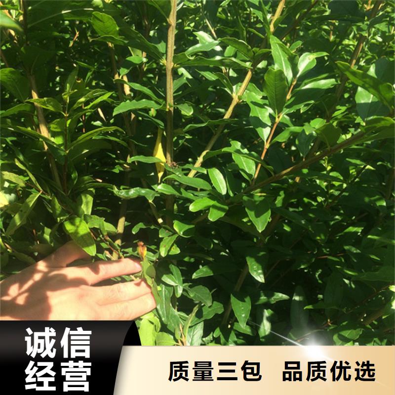 石榴苹果苗符合行业标准