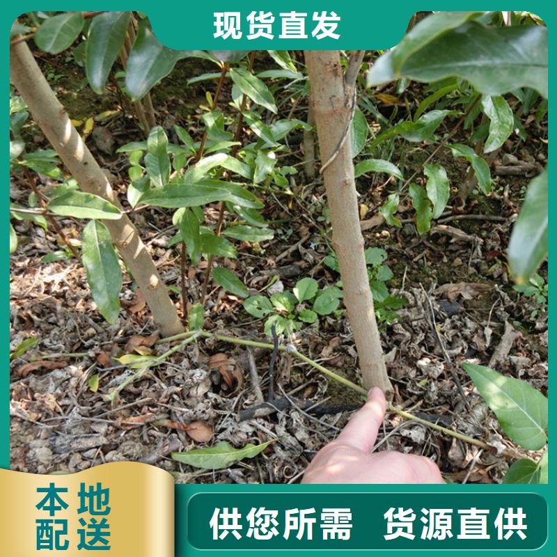 【石榴苹果苗实体厂家】