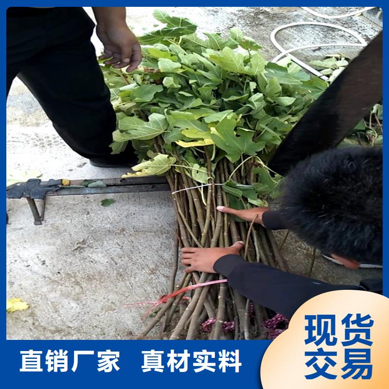 无花果樱桃苗把实惠留给您