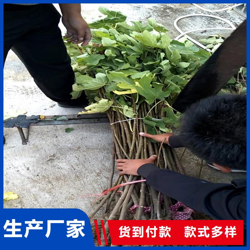 无花果樱桃苗实拍品质保障