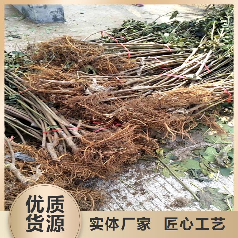 无花果蓝莓苗技术先进