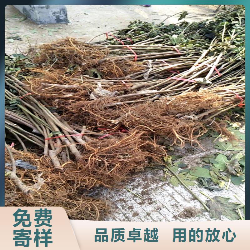 无花果,蓝莓苗源头厂家量大价优