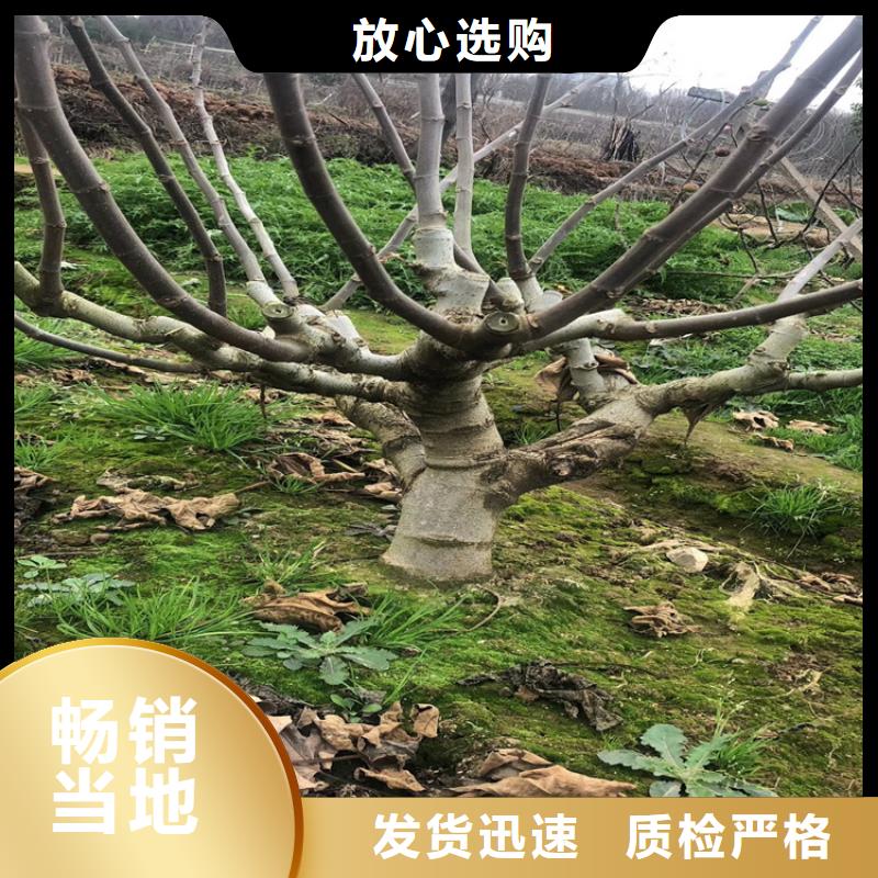 无花果樱桃苗实拍品质保障