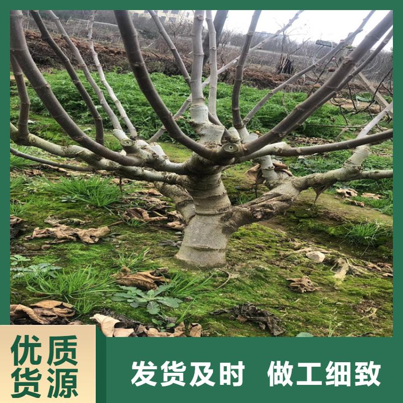 【无花果桃树苗真正让利给买家】