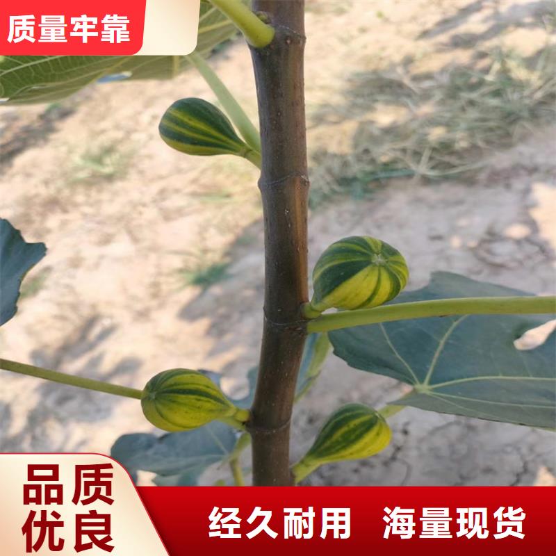 【无花果石榴树订制批发】