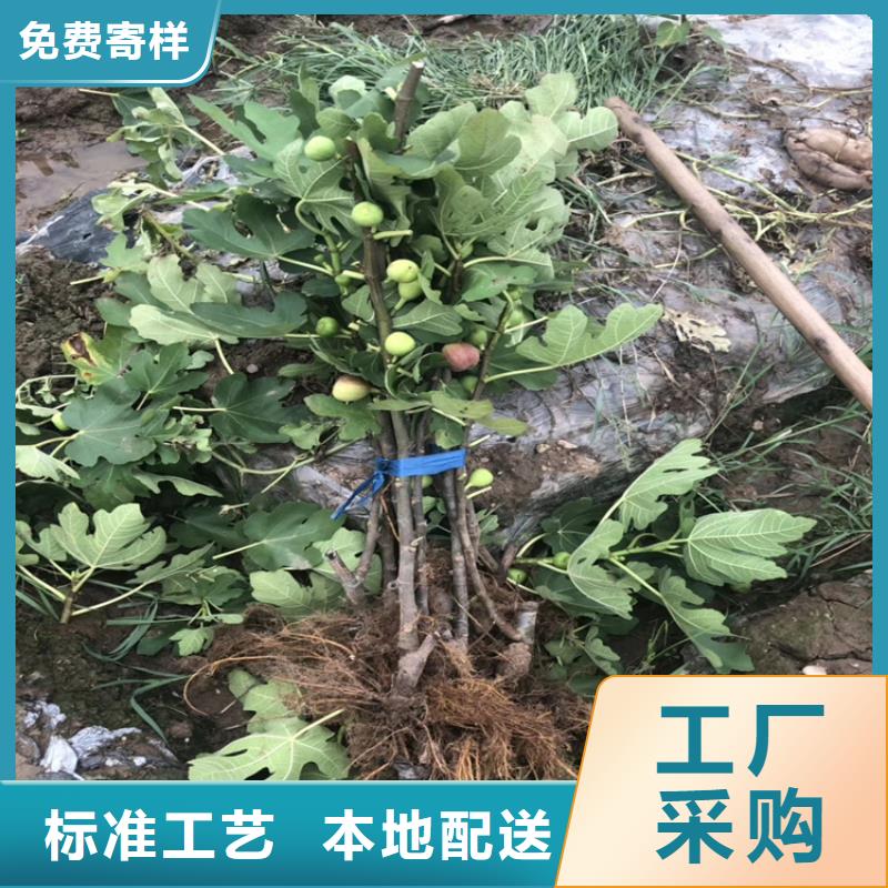 无花果-苹果苗诚信经营