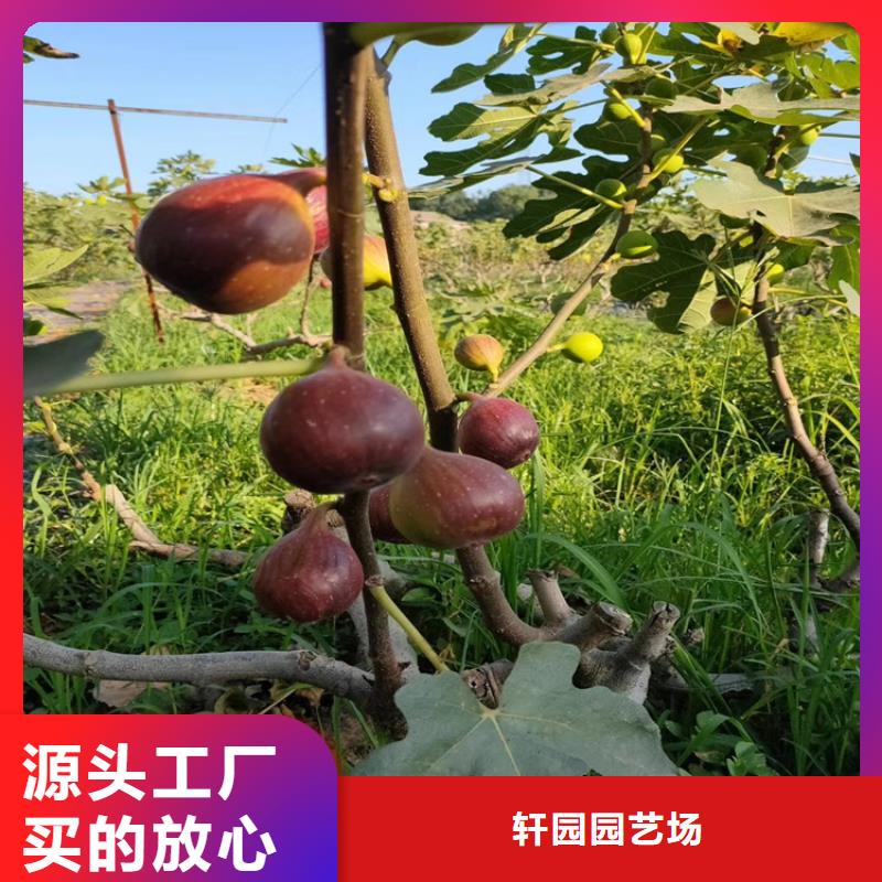 【无花果桃树苗真正让利给买家】