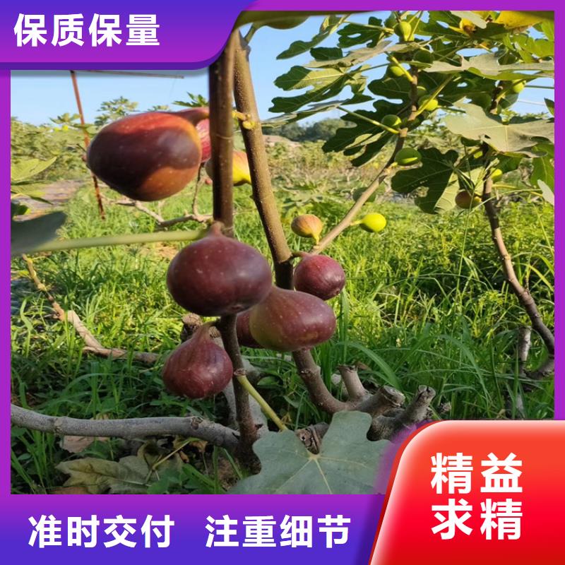 【无花果桃树苗真正让利给买家】