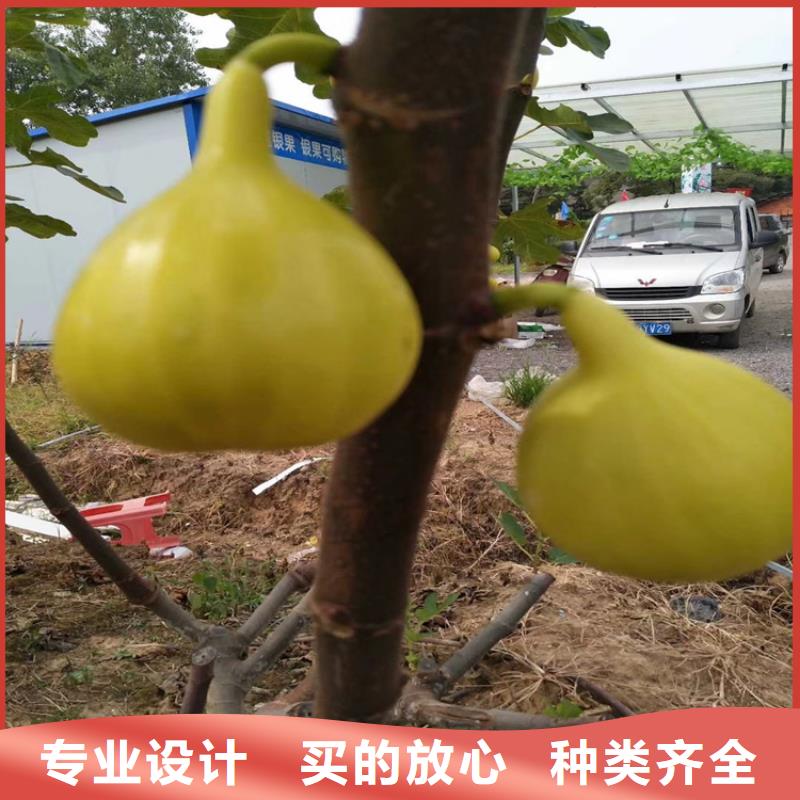 无花果苹果苗诚信商家服务热情