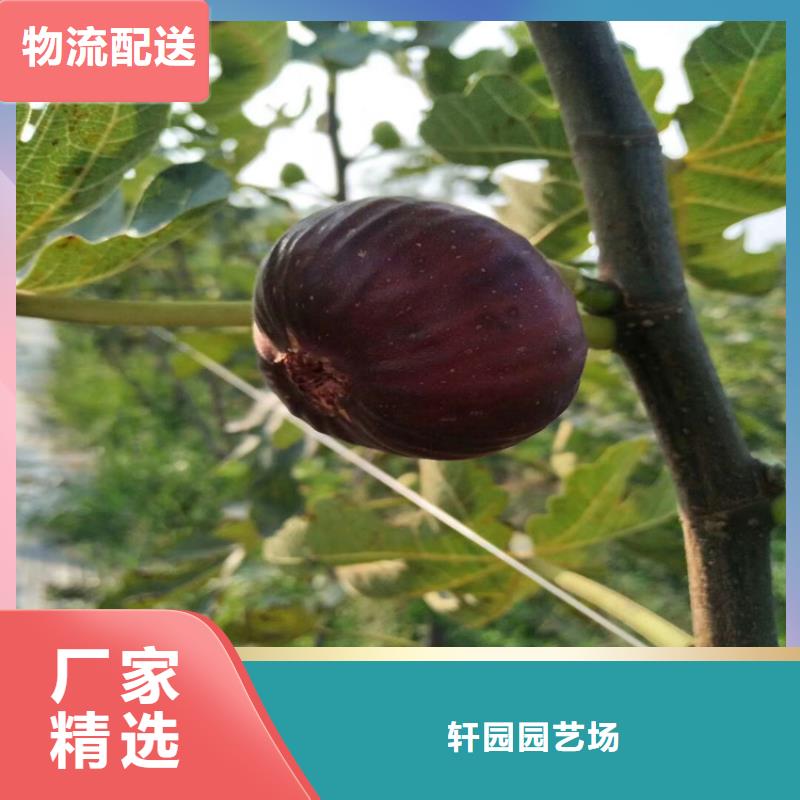 无花果【苹果苗】高性价比