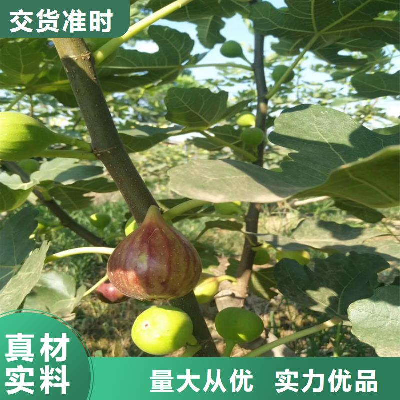 无花果樱桃苗价格透明