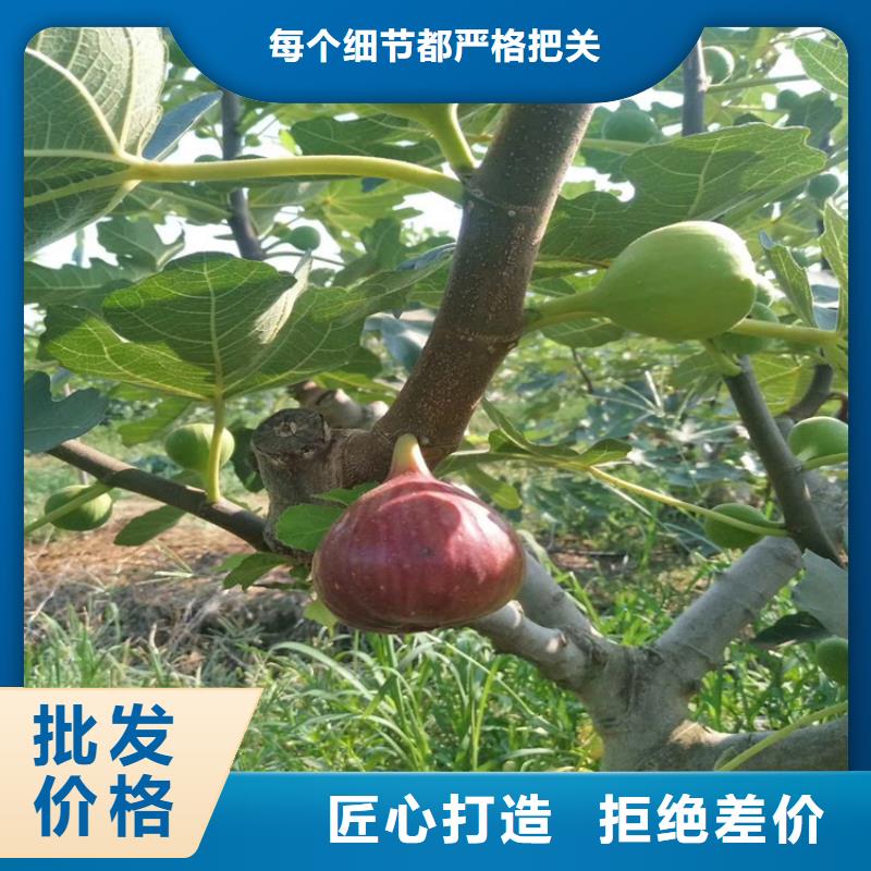 无花果桃树苗定制定做