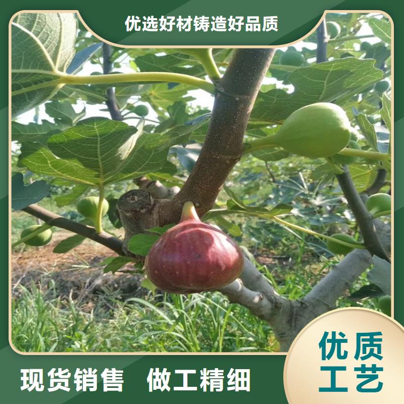 无花果蓝莓苗技术先进