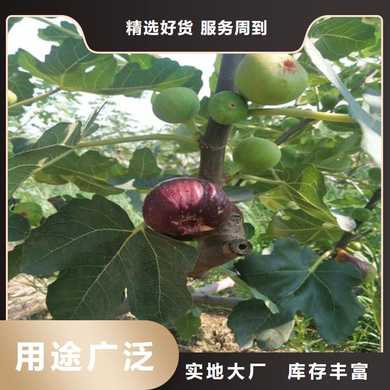 无花果,蓝莓苗源头厂家量大价优