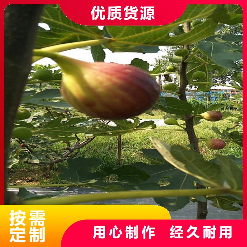 【无花果-苹果苗一致好评产品】