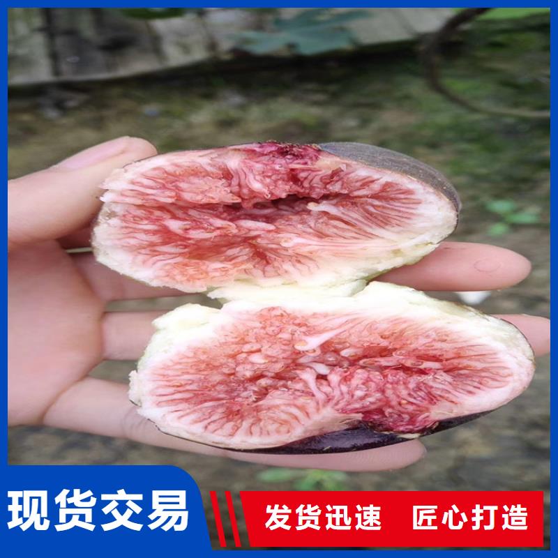 无花果苹果苗优质工艺