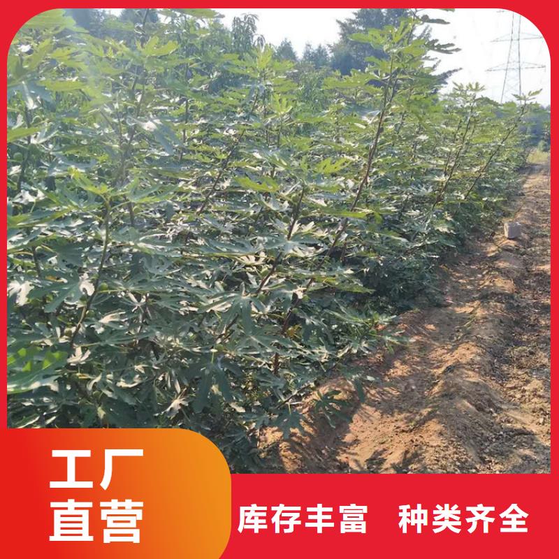 无花果苹果苗诚信商家服务热情