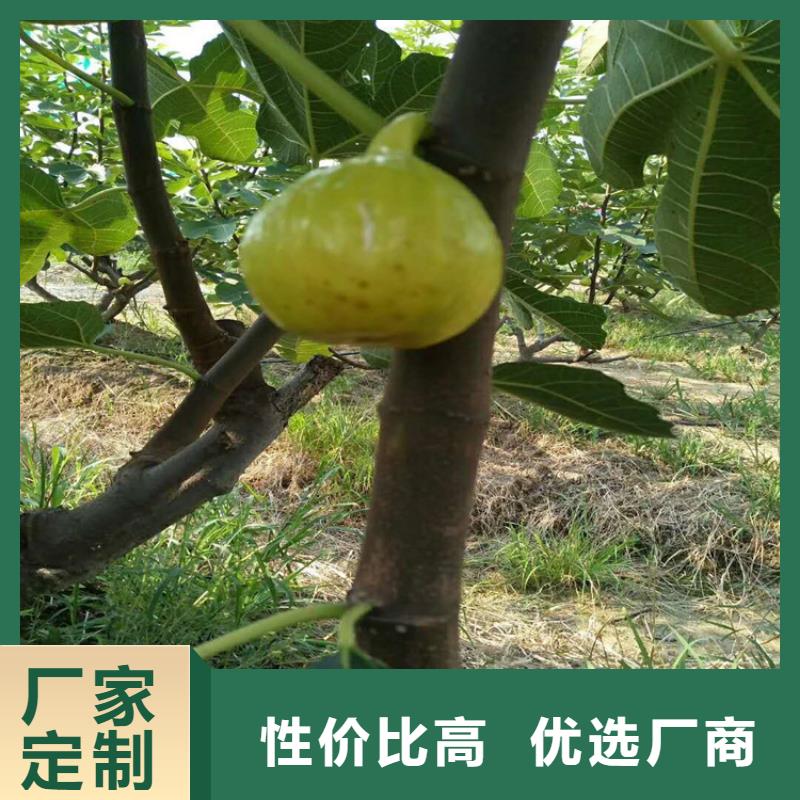 无花果苹果苗好产品有口碑