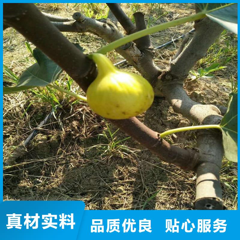 无花果【苹果苗】高性价比