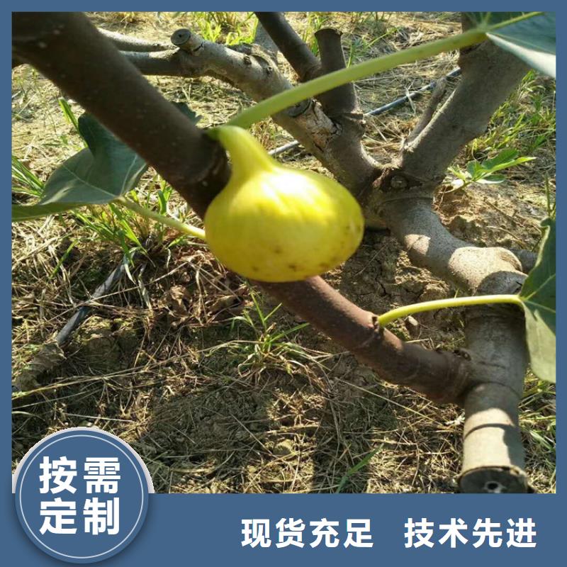 无花果,嘎啦苹果正规厂家