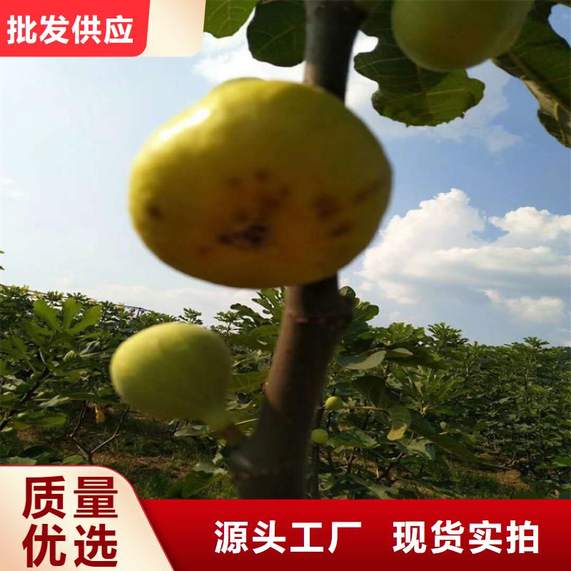 无花果樱桃苗正品保障