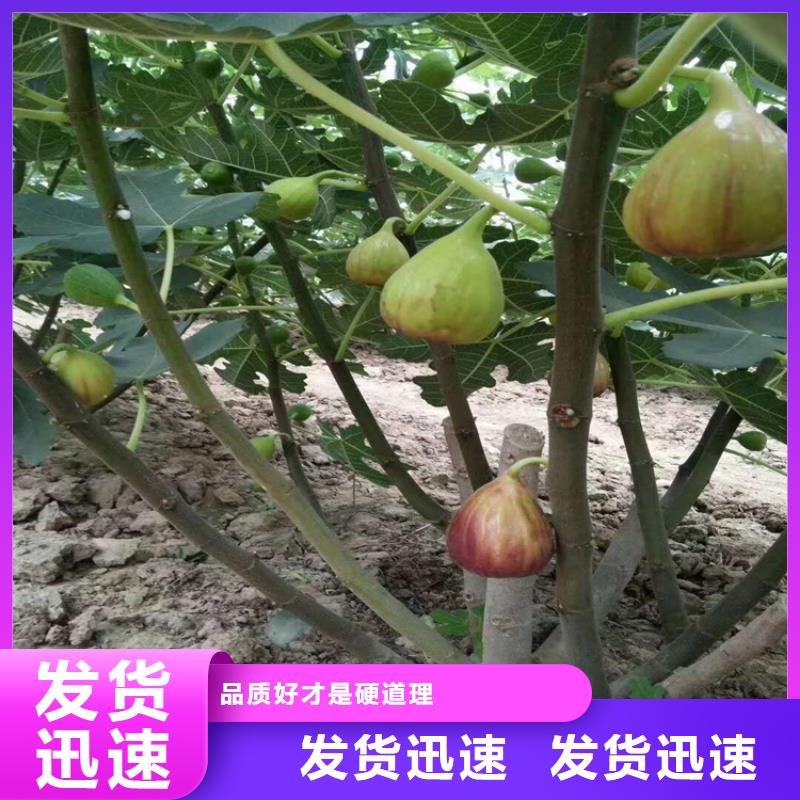 无花果,嘎啦苹果正规厂家