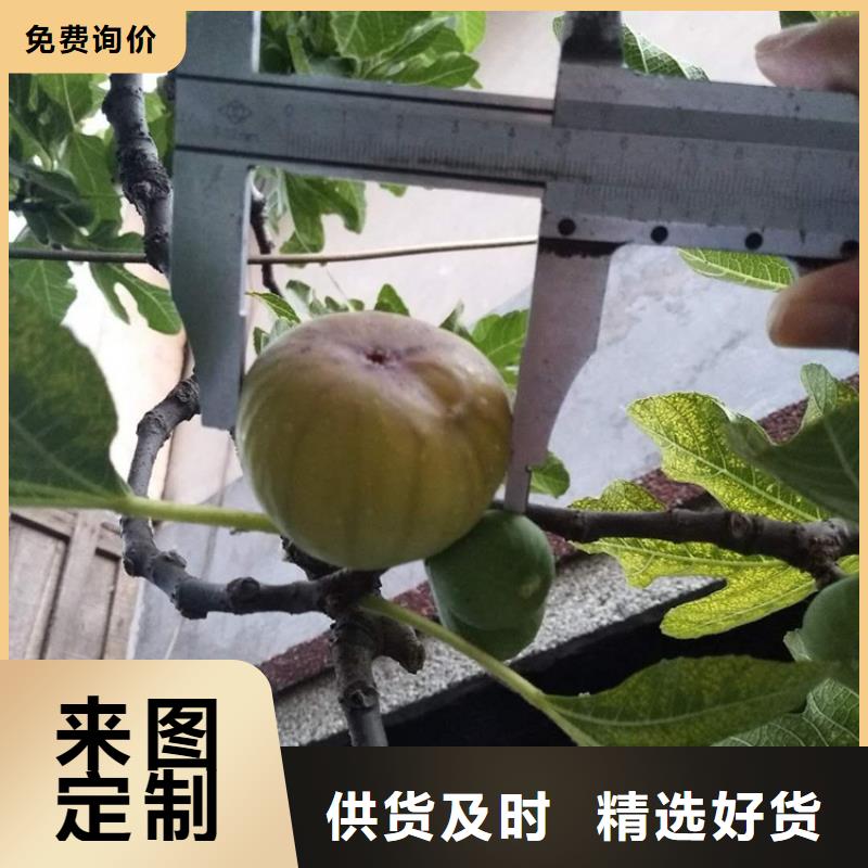 无花果苹果苗优质工艺