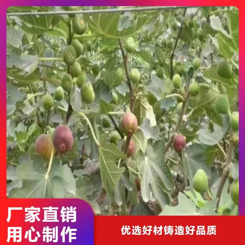 无花果【苹果苗】库存丰富