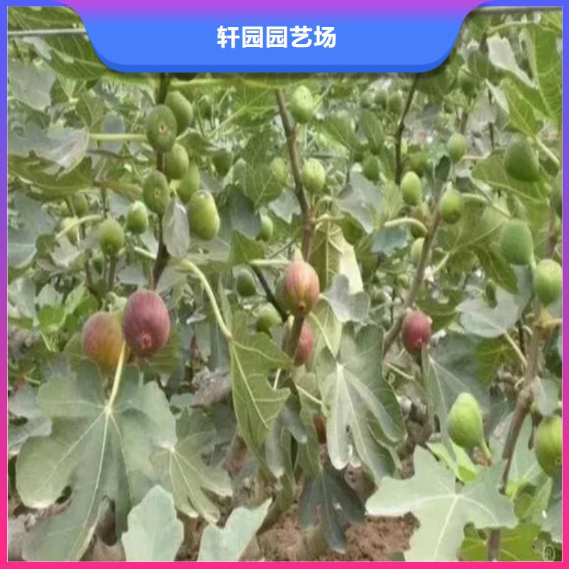 无花果,蓝莓苗源头厂家量大价优