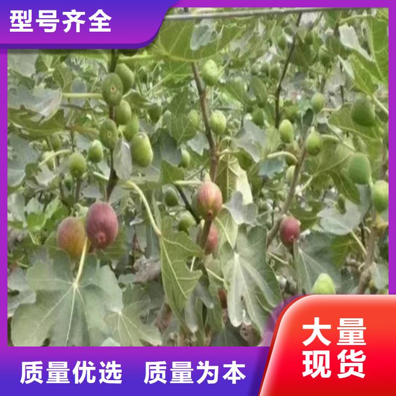 无花果桃树苗定制定做