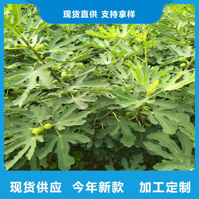 无花果蓝莓苗技术先进