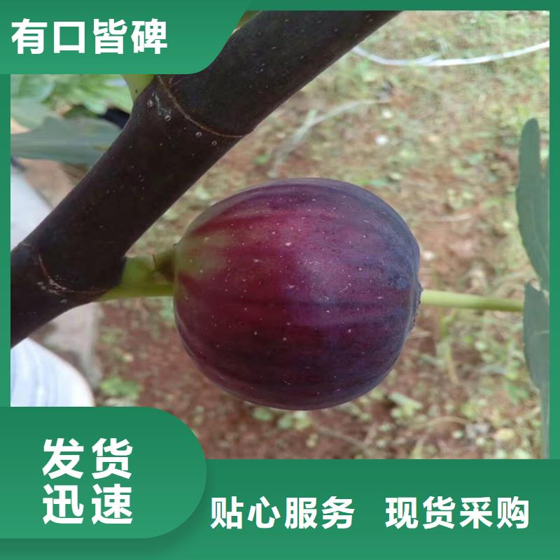 无花果蓝莓苗源头实体厂商