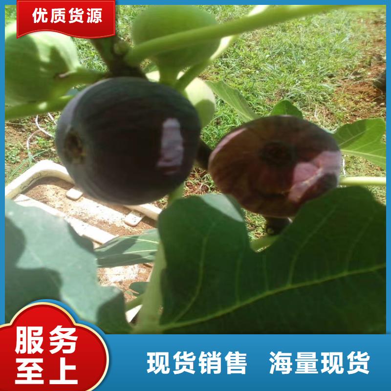 无花果猕猴桃苗厂家实力雄厚