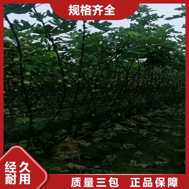 【无花果桃树苗真正让利给买家】