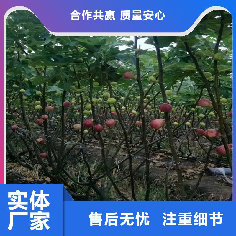 无花果樱桃苗产地厂家直销