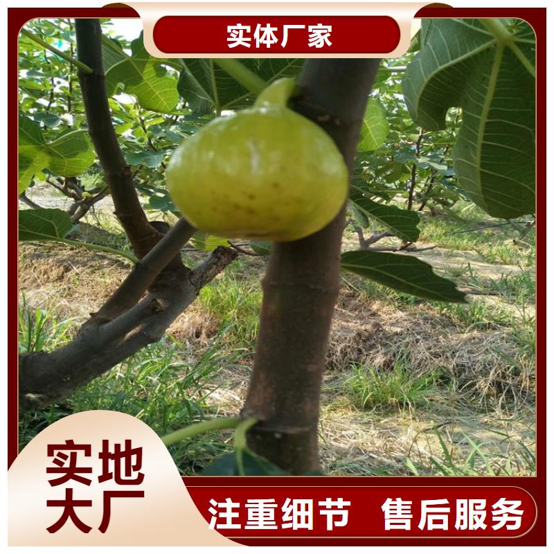 无花果【苹果苗】高性价比