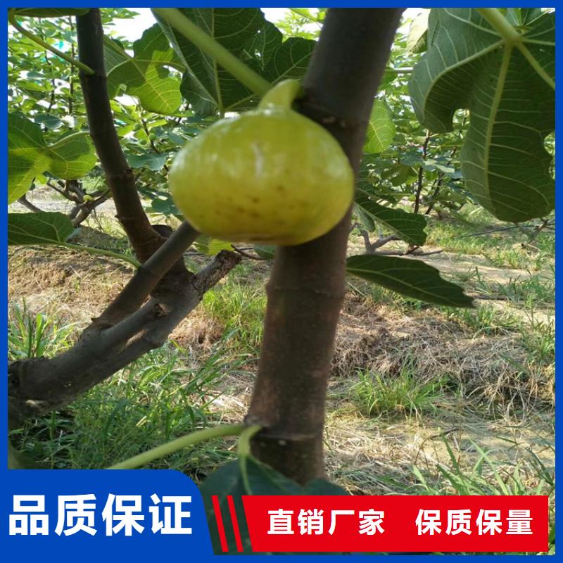 无花果_蓝莓苗买的放心安兴用的舒心