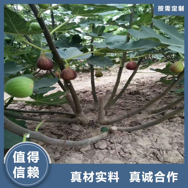 无花果-红石榴苗基地货源充足