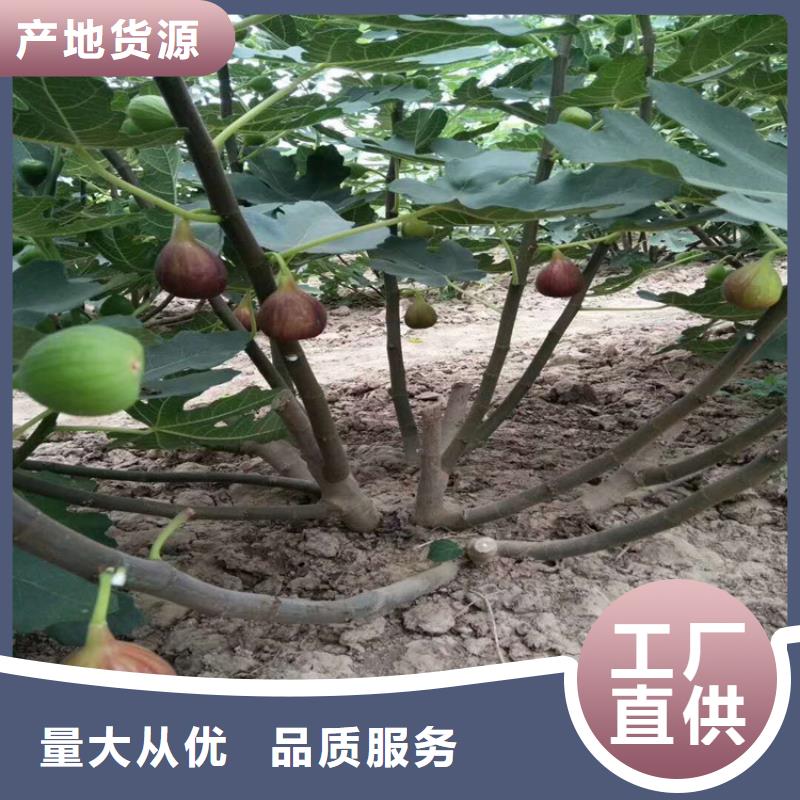 无花果,【蓝莓苗】款式新颖