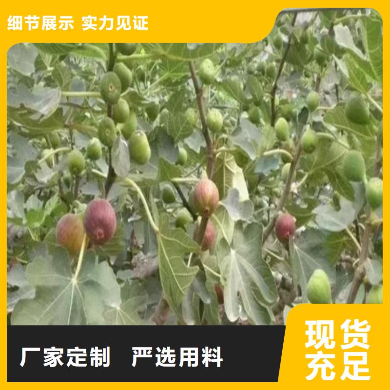 【无花果桃树苗真正让利给买家】