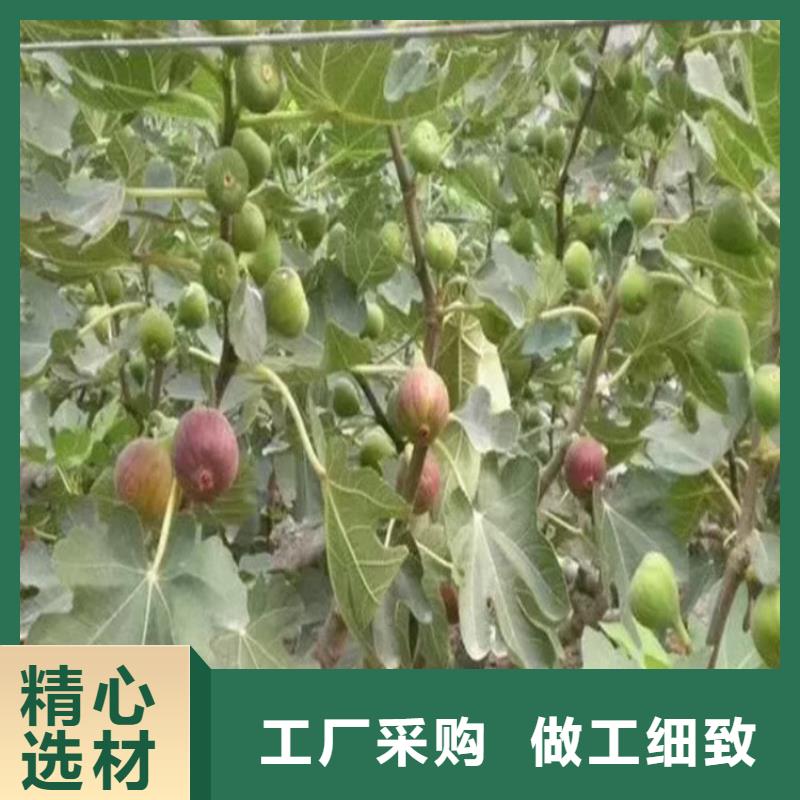 无花果_蓝莓苗买的放心安兴用的舒心