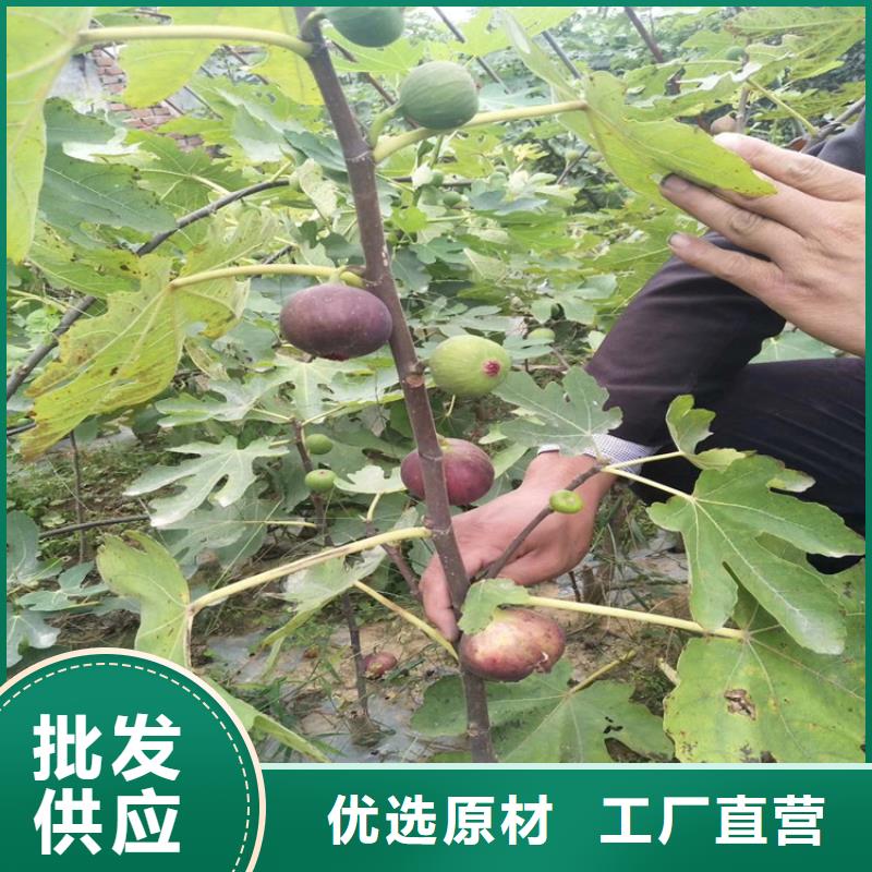 无花果【苹果苗】库存丰富