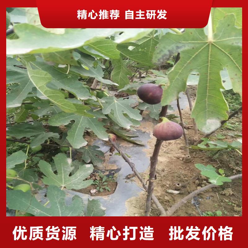 无花果苹果苗诚信商家服务热情