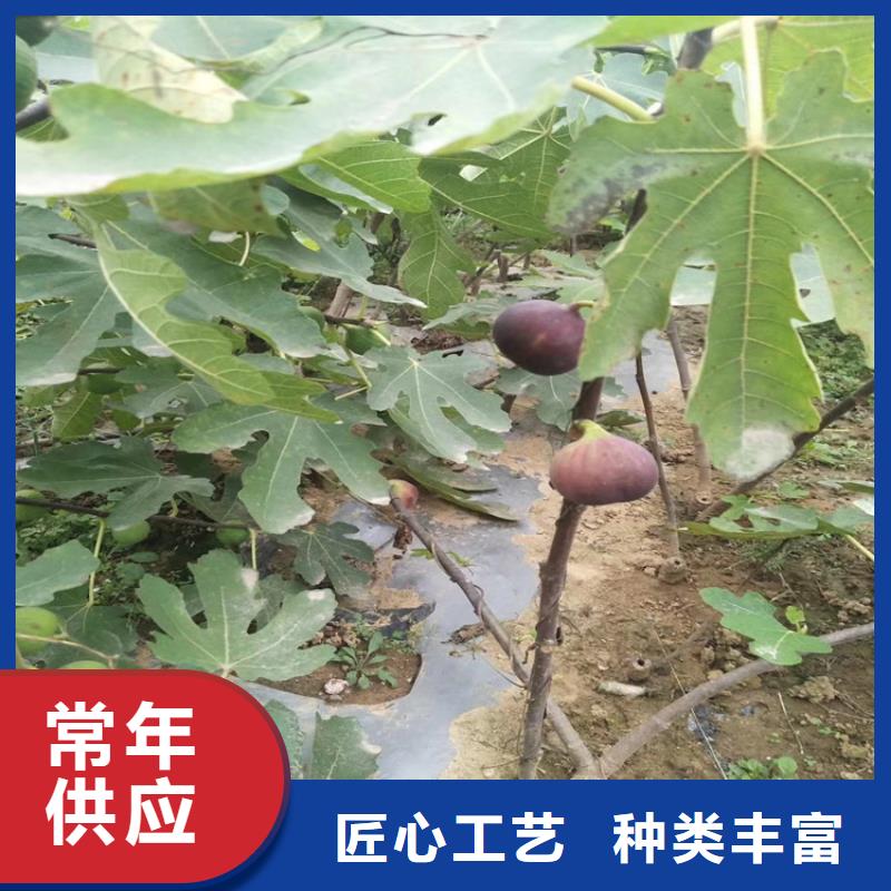 无花果【苹果苗】高性价比