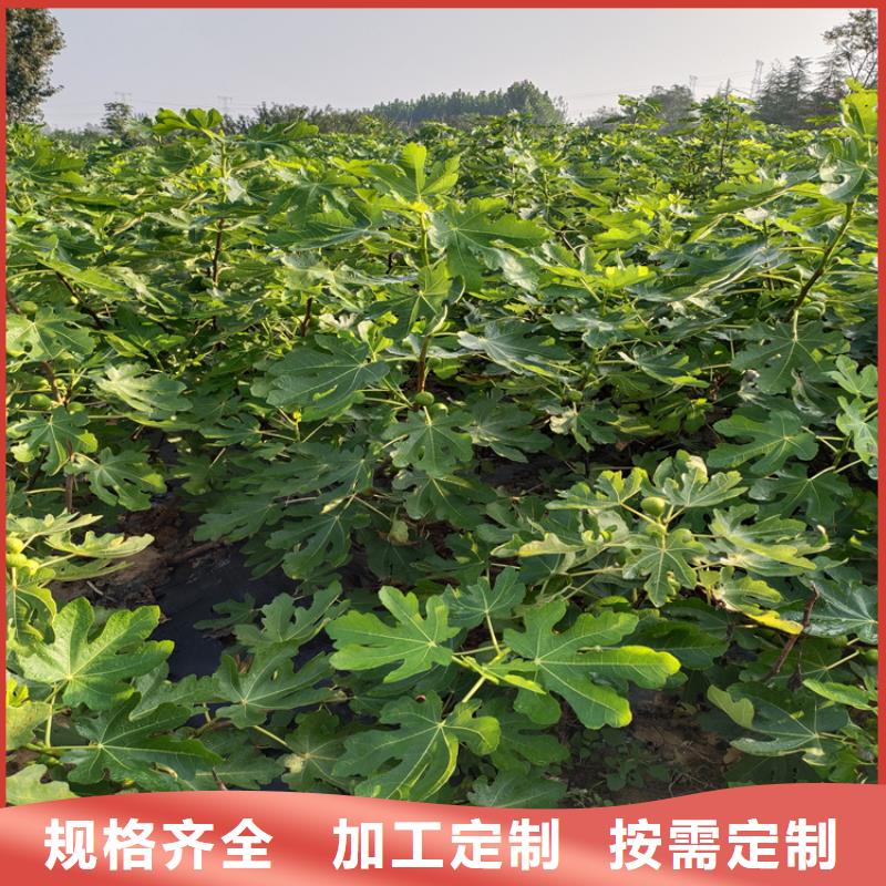 无花果,蓝莓苗源头厂家量大价优