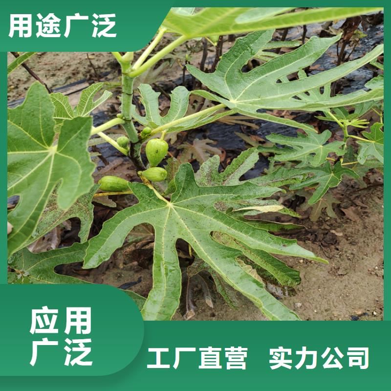 无花果苹果苗优质工艺