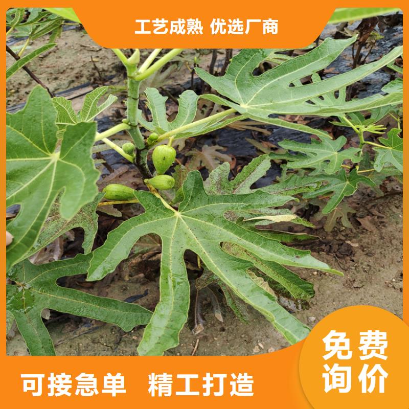 无花果樱桃苗正品保障